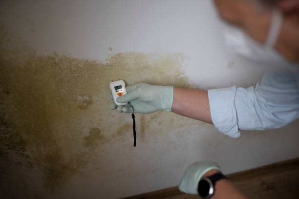 Best Basement Mold Remediation in Sunset, FL