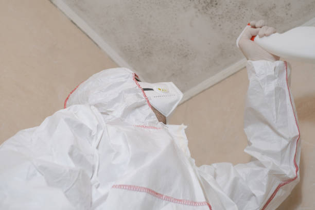 Best Post-Flood Mold Remediation in Sunset, FL