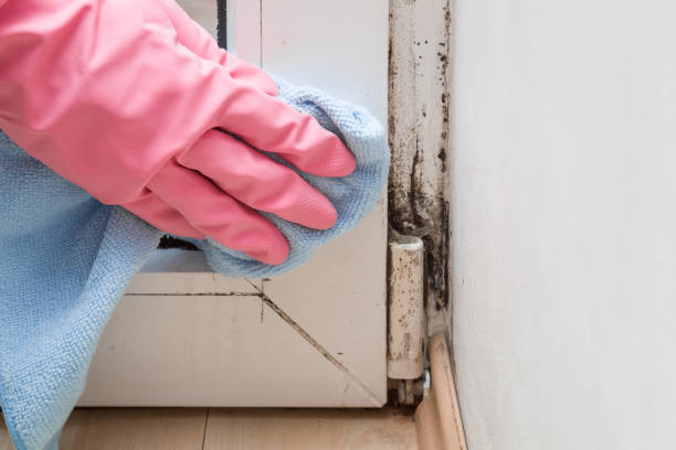 Best Attic Mold Remediation in Sunset, FL