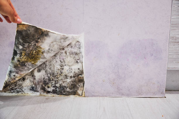 Best Kitchen Mold Remediation in Sunset, FL